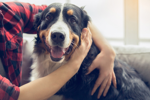 Senior discounts on pet care