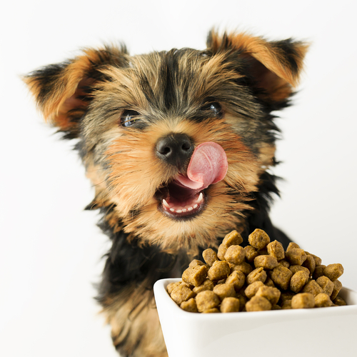 Employee Discounts on dog treats